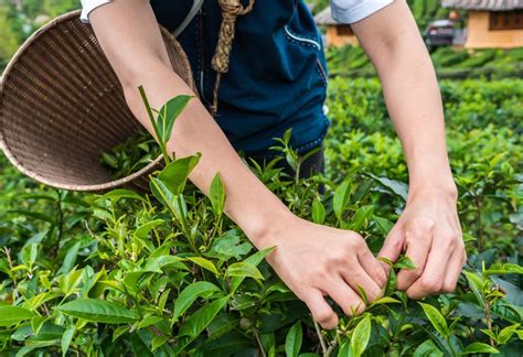 金瓜茶如何區分好壞？談論金瓜茶的種植環境與加工工藝